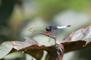 蜻蜓~有請秋寒煙大來指導~