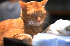 chat histoire