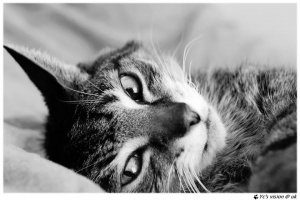 1424 days with my cat