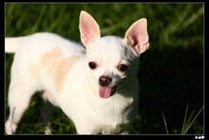 追焦練習（圖多）