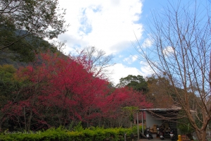 春。奧萬大賞櫻