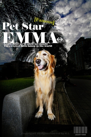 更新[PET STAR] EMMA 黃金獵犬~~~