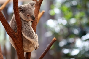 午後的慵懶 - 無尾熊 [一張流 135L]