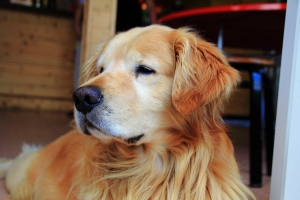 恩愛農場花草隨拍