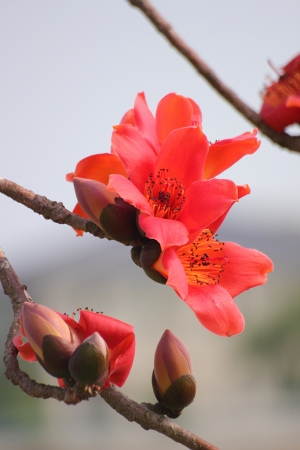 白河"林初埤"木棉花道