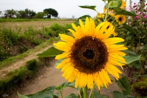 學甲．蜀葵花海