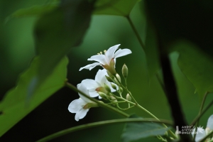 2010油桐花季＠八卦山藤山步道