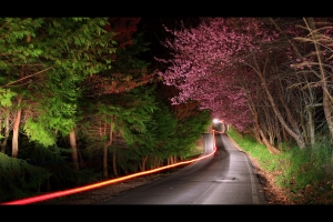 瘋「櫻花」，12小時快閃武陵