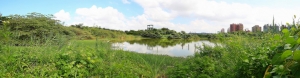 高雄洲仔溼地公園