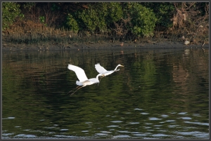 20140416 鳥鳥也愛玩
