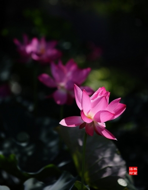 用小白賞荷    中興之荷 ~~