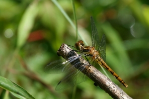 黃基蜻蜓 Sympetrum speciosum taiwanum Asahina, 1951