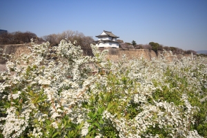 2011、春浪漫--大阪城