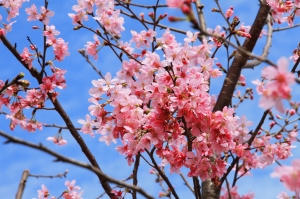 北投復興三路 & 宛如我家後山的陽明山