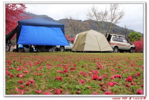 賽德克泡湯賞櫻遊記