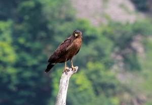 456打鳥記 - 大冠鷲的午餐
