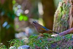 大雪山的鳥-金翼白眉