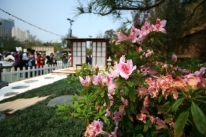 花展part 2