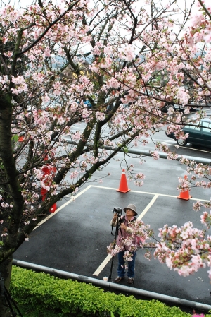 下雨天的天元宮櫻花