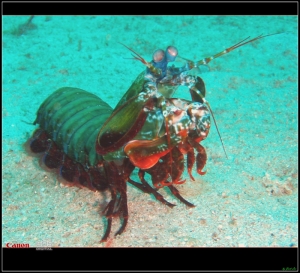 深海生物