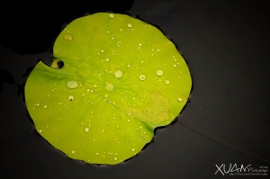 雨後荷葉~