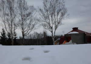 日本初體驗(北海道Day4層雲峽  十勝川  Day5釧路大自然濕原)