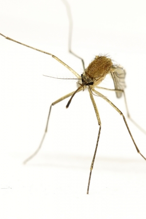 跳舞的蚊子～100 L