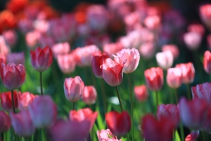 桃源仙谷(鬱金香)-新(人)手首發!