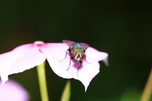 夏日炎炎好捉蟲