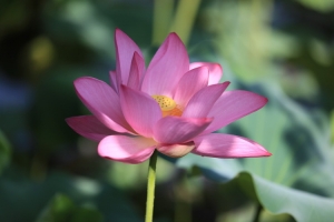 2011臺北植物園賞荷