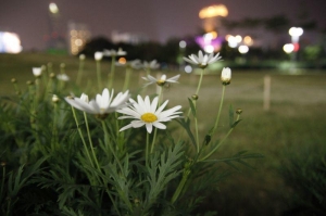 中央公園波斯菊...新手一張流 鏡頭a16