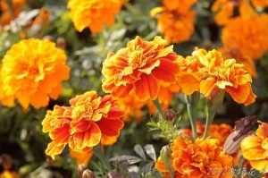 20120101~南投花卉嘉年華 (一) ^ ^