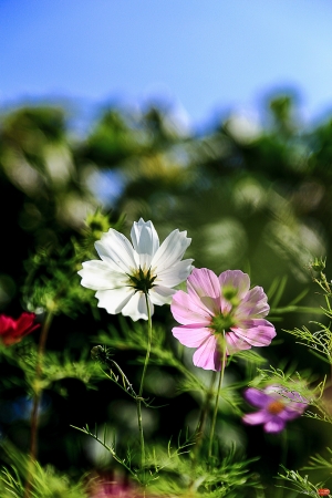 幻夢波斯菊