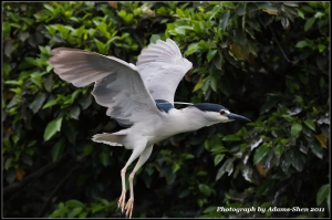 飛飛飛-Part2@毒魔兔