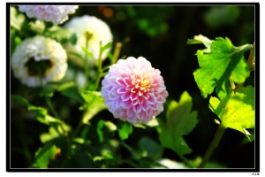 苗栗 可愛的杭菊