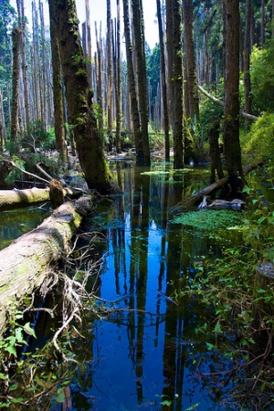 杉林溪｜忘憂森林