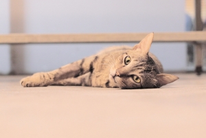 （試貼）第一次貼圖，路邊的小貓