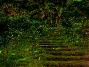 2012 新竹 北埔 夜螢