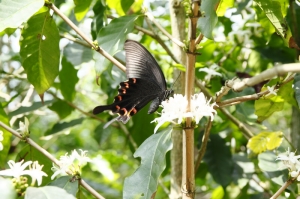 原來55-250mm那麼好用