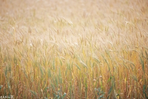 Moony◆麦の匂い