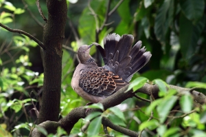 理毛中的金背鳩