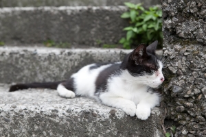 貓於猴硐