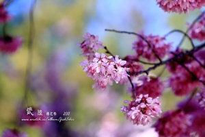 2011.02.27~武陵櫻花祭