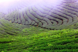 南投竹山_八卦茶園