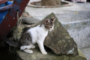 侯硐不怕生的貓~