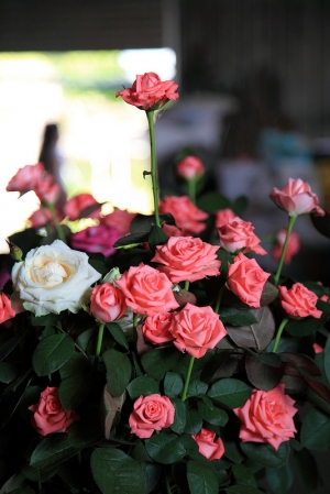 台中新社玫瑰農家 5D2 + 24-105mm