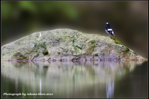杉林溪剪影@毒魔兔