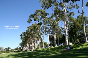 Kings Park 澳洲柏斯