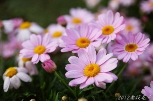 20120101~南投花卉嘉年華 (二)&nbsp;&nbsp;^&nbsp;&nbsp;^