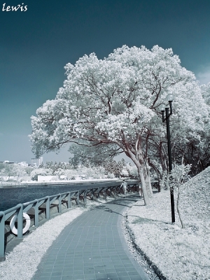 浪漫的白色世界~高速ir攝影